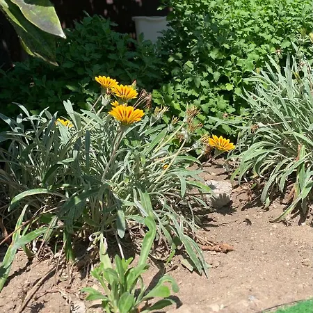 Da Irene A Due Passi Dal Mare *