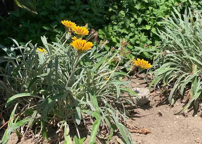 Da Irene A Due Passi Dal Mare *