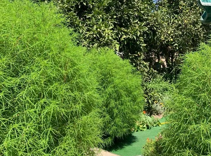 Da Irene A Due Passi Dal Mare Vakantiehuis Càbras